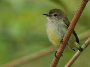 Andaman Flowerpecker, 安达曼啄花鸟, Dicaeum virescens-gallery-3