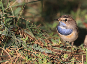 Bluethroat, 蓝喉歌鸲, Luscinia svecica-gallery-16