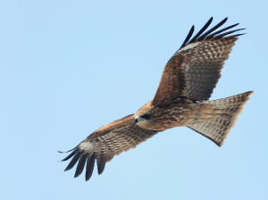 Black Kite, 黑鸢, Milvus migrans-gallery-23