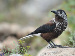 Spotted Nutcracker, 星鸦, Nucifraga caryocatactes-gallery-27