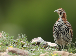 Tibetan Partridge, 高原山鹑, Perdix hodgsoniae-gallery-28