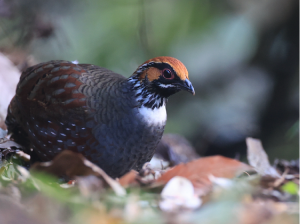Hill Partridge, 环颈山鹧鸪, Arborophila torqueola-gallery-9