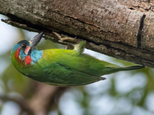 Blue-eared Barbet, 蓝耳拟啄木鸟, Psilopogon duvaucelii-gallery-44