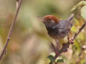 Cambodian Tailorbird, 柬埔寨缝叶莺, Orthotomus chaktomuk-gallery-31