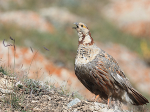 Himalayan Snowcock, 暗腹雪鸡, Tetraogallus himalayensis-gallery-0