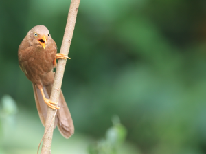 Orange-billed Babbler, 橙嘴鸫鹛, Argya rufescens-gallery-25