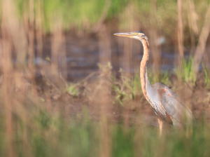 Purple Heron, 草鹭, Ardea purpurea-gallery-29