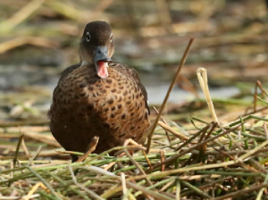Andaman Teal, 安岛灰鸭, Anas albogularis-gallery-2