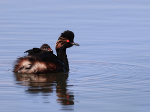 Black-necked Grebe, 黑颈鸊, Podiceps nigricollis-gallery-10