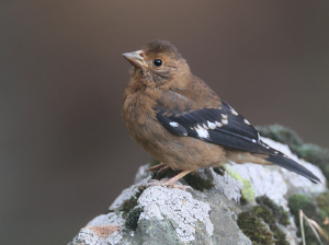 Spectacled Finch, 红眉金翅雀, Callacanthis burtoni-gallery-17