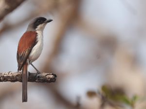 Burmese Shrike, 栗背伯劳, Lanius collurioides-gallery-44