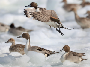 Northern Pintail, 针尾鸭, Anas acuta-gallery-25