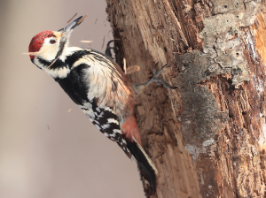 White-backed Woodpecker, 白背啄木鸟, Dendrocopos leucotos-gallery-13