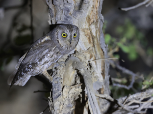 Eurasian Scops Owl, 西红角鸮, Otus scops-gallery-66