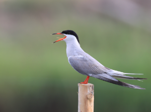 Common Tern, 普通燕鸥, Sterna hirundo-gallery-6