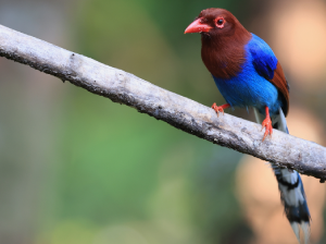 Sri Lankan Blue Magpie, 斯里兰卡蓝鹊, Urocissa ornata-gallery-19