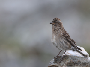 Plain Mountain Finch, 林岭雀, Leucosticte nemoricola-gallery-37