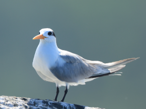 Lesser Crested Tern, 小凤头燕鸥, Thalasseus bengalensis-gallery-15
