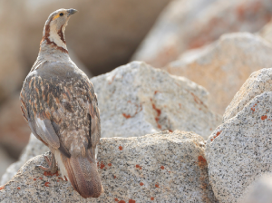 Himalayan Snowcock, 暗腹雪鸡, Tetraogallus himalayensis-gallery-14