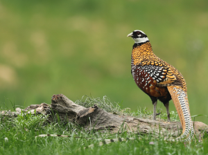 Reeves’ Pheasant, 白冠长尾雉, Syrmaticus reevesii-gallery-26