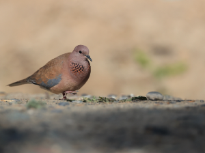 Laughing Dove, 棕斑鸠, Spilopelia senegalensis-gallery-61