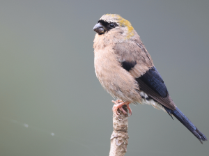 Red-headed Bullfinch, 红头灰雀, Pyrrhula erythrocephala-gallery-46