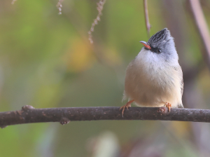 Black-chinned Yuhina, 黑颏凤鹛, Yuhina nigrimenta-gallery-17