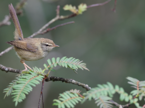 Aberrant Bush Warbler, 异色树莺, Horornis flavolivaceus-gallery-22