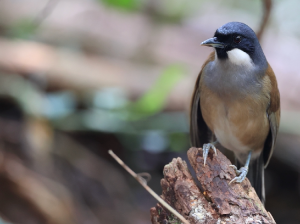 White-cheeked Laughingthrush, 白脸噪鹛, Pterorhinus vassali-gallery-47