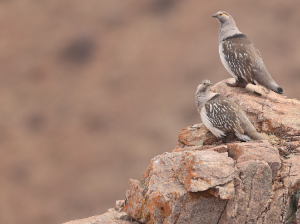 Altai Snowcock, 阿尔泰雪鸡, Tetraogallus altaicus-gallery-5