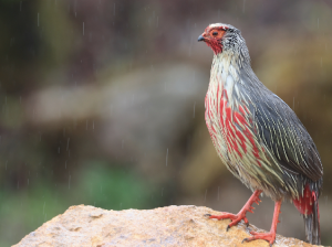 Blood Pheasant, 血雉, Ithaginis cruentus-gallery-6