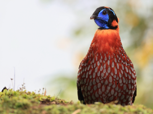 Temminck’s Tragopan, 红腹角稚, Tragopan temminckii-gallery-2