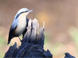 Chestnut-vented Nuthatch, 栗臀?, Sitta nagaensis-gallery-42