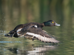 Falcated Duck, 罗纹鸭, Mareca falcata-gallery-24