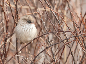 Chinese Fulvetta, 高山雀鹛, Fulvetta striaticollis-gallery-31