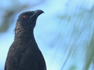 Andaman Coucal, 褐鸦鹃, Centropus andamanensis-gallery-13