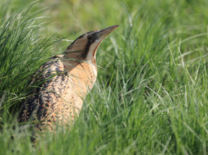 Eurasian Bittern, 大麻鳽, Botaurus stellaris-gallery-24