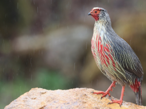 Blood Pheasant, 血雉, Ithaginis cruentus-gallery-9
