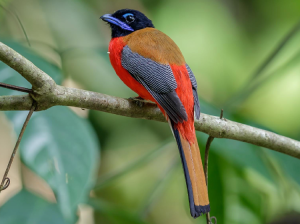 Scarlet-rumped Trogon, 红腰咬鹃, Harpactes duvaucelii-gallery-3