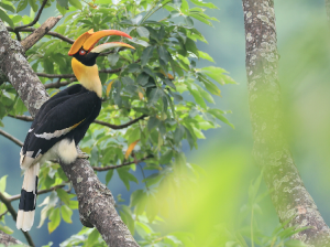 Great Hornbill, 双角犀鸟, Buceros bicornis-gallery-23