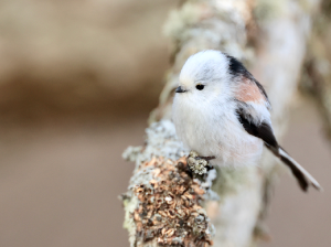 Long-tailed Tit, 北长尾山雀, Aegithalos caudatus-gallery-30