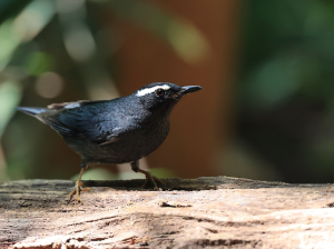 Siberian Thrush, 白眉地鸫, Geokichla sibirica-gallery-60