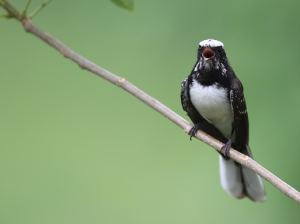 White-browed Fantail, 白眉扇尾鹟, Rhipidura aureola-gallery-5