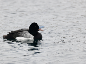 Greater Scaup, 斑背潜鸭, Aythya marila-gallery-21