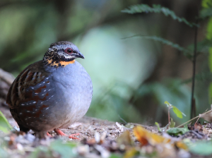 Rufous-throated Partridge, 红喉山鹧鸪, Arborophila rufogularis-gallery-0