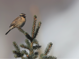 Black-throated Accentor, 黑喉岩鹨, Prunella atrogularis-gallery-6