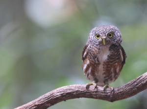 Collared Owlet, 领鸺鹠, Glaucidium brodiei-gallery-44