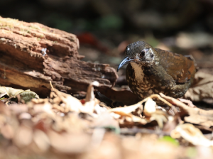 Dark-sided Thrush, 长嘴地鸫, Zoothera marginata-gallery-0
