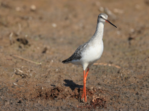 Spotted Redshank, 鹤鹬, Tringa erythropus-gallery-39