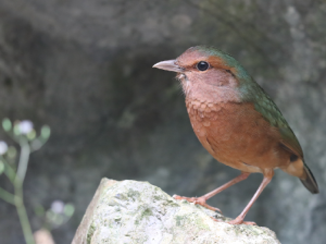 Blue-rumped Pitta, 蓝背八色鸫, Hydrornis soror-gallery-65